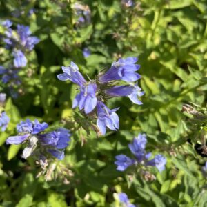 Great Blue Lobelia