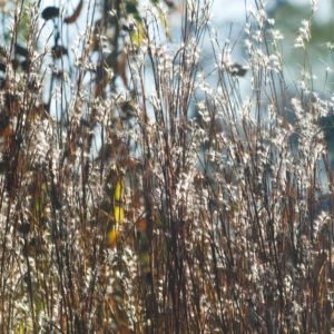 Little Bluestem