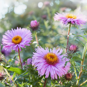 New England Aster