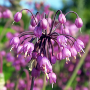 Nodding Onion