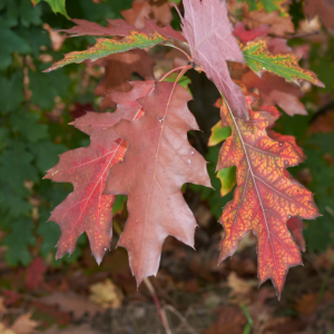 Northern Red Oak