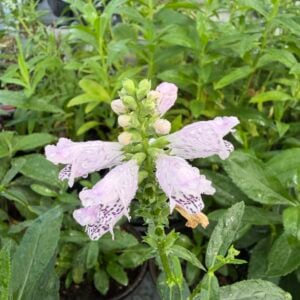 Obedient Plant