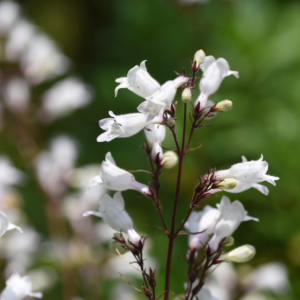 Smooth Penstemon
