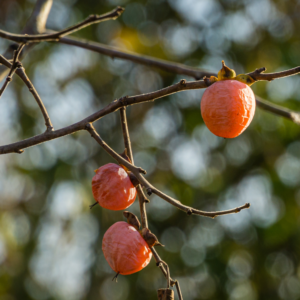 Persimmon