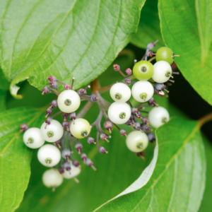 Red Osier Dogwood