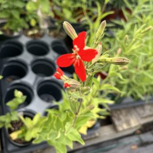 Royal Catchfly