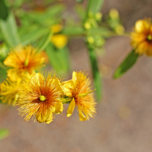 Shrubby St. John's Wort