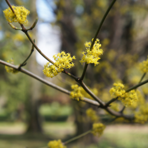 Spicebush