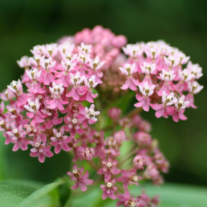 Swamp Milkweed