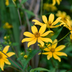 Tickseed Sunflower