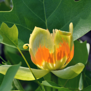 Tulip Poplar