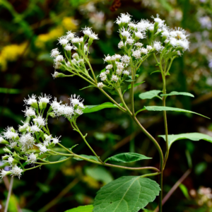 White Snakeroot