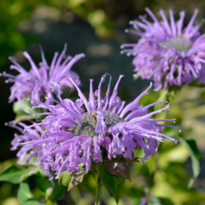 Wild Bergamot