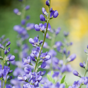 Wild Blue Indigo