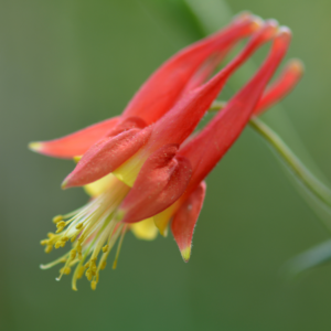 Wild Columbine