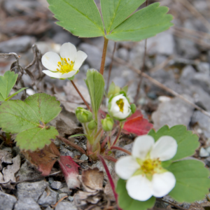 Wild Strawberry