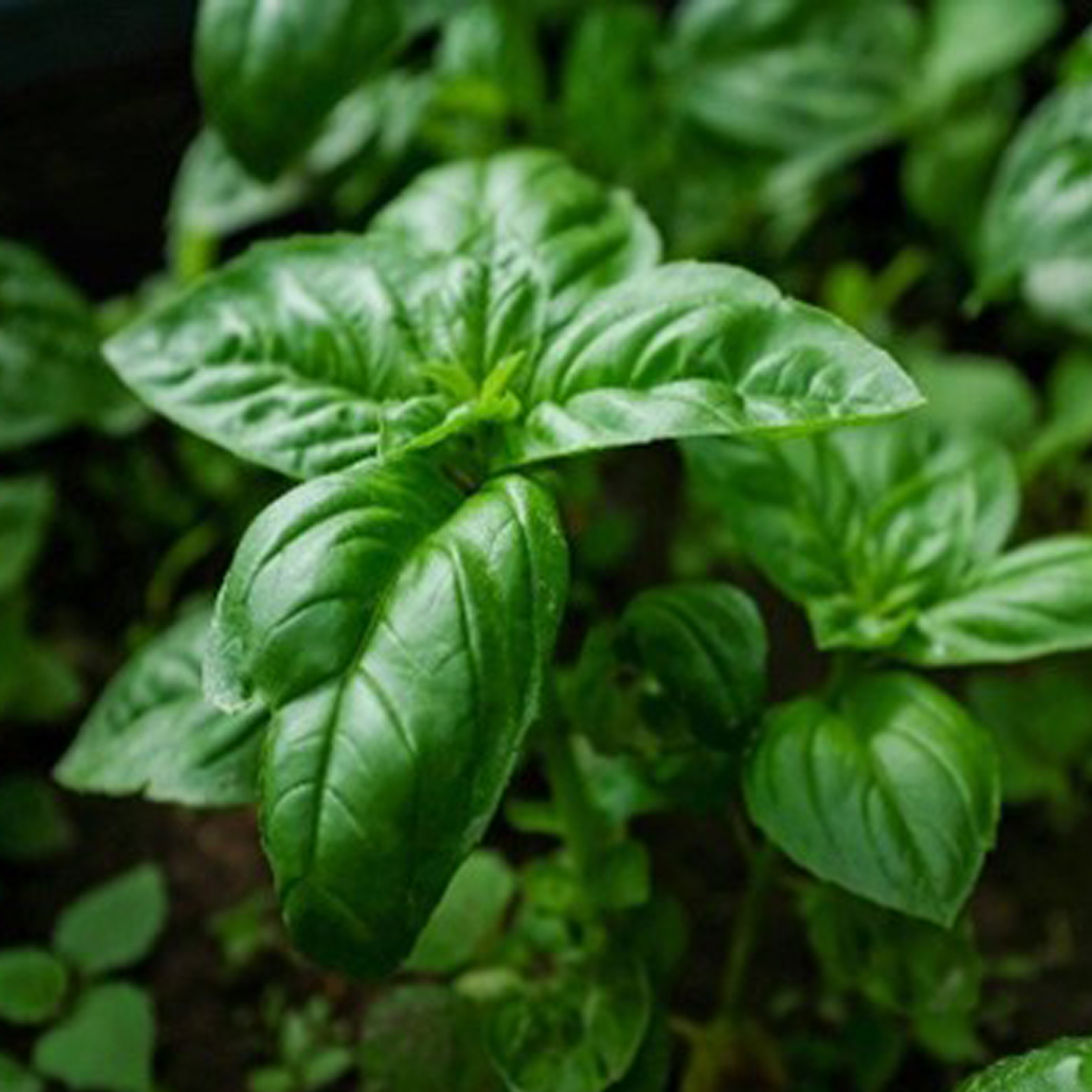 Valsa Basil Genovese Basil - West Creek