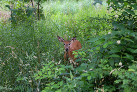 Stickney Creek