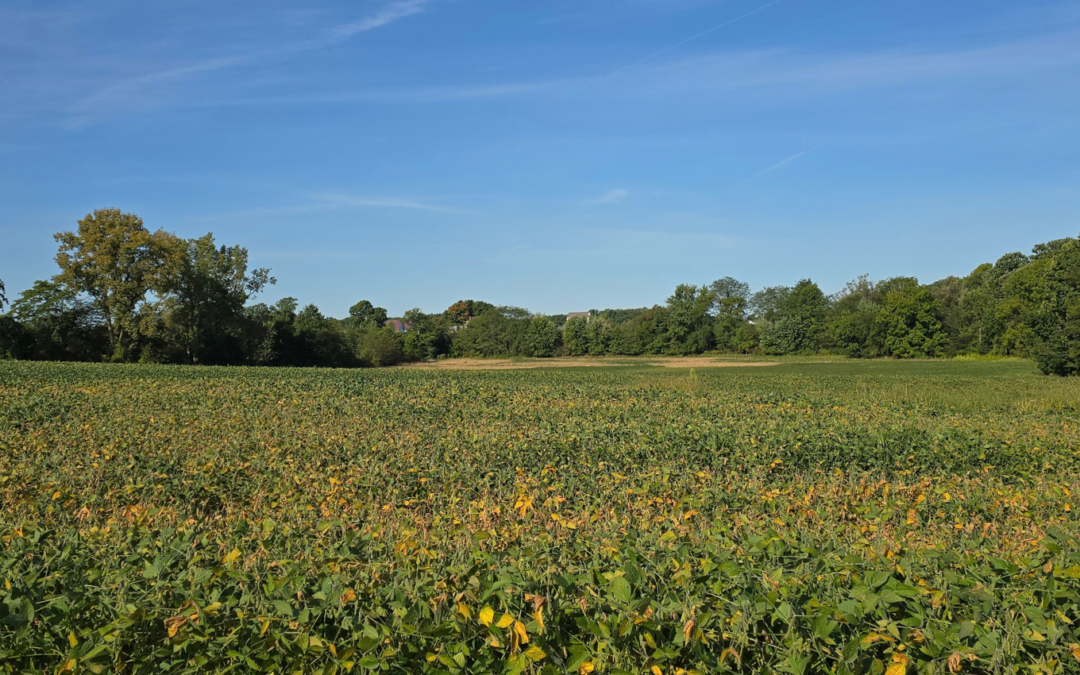 Clear Fork Preserve North